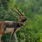 भारत में कफ सिरप से जुड़ी मौतों की जांच: एक गंभीर स्वास्थ्य सुरक्षा मुद्दा