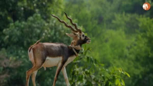 भारत में कफ सिरप से जुड़ी मौतों की जांच: एक गंभीर स्वास्थ्य सुरक्षा मुद्दा