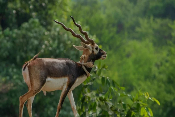 भारत में कफ सिरप से जुड़ी मौतों की जांच: एक गंभीर स्वास्थ्य सुरक्षा मुद्दा