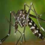 कर्नाटका में डेंगू और चिकनगुनिया के मामलों में गिरावट के कारण