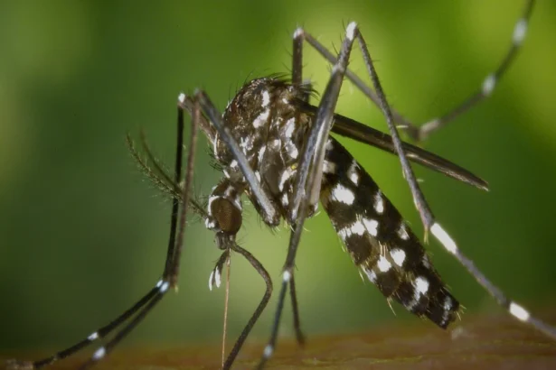 कर्नाटका में डेंगू और चिकनगुनिया के मामलों में गिरावट के कारण