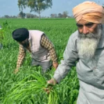 खाद्य सुरक्षा योजना के तहत फोर्टिफाइड चावल वितरण का दृश्य, जिसमें 81 करोड़ लाभार्थियों को दिसंबर 2028 तक पोषण युक्त चावल मिलेगा | A visual of fortified rice distribution under the food security scheme, providing nutritious rice to 81 crore beneficiaries by December 2028