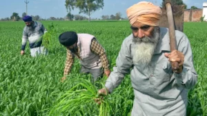 खाद्य सुरक्षा: सरकार ने दिसंबर 2028 तक फोर्टिफाइड चावल की आपूर्ति जारी रखने को मंजूरी दी, 81 करोड़ नागरिकों को मिलेगा लाभ