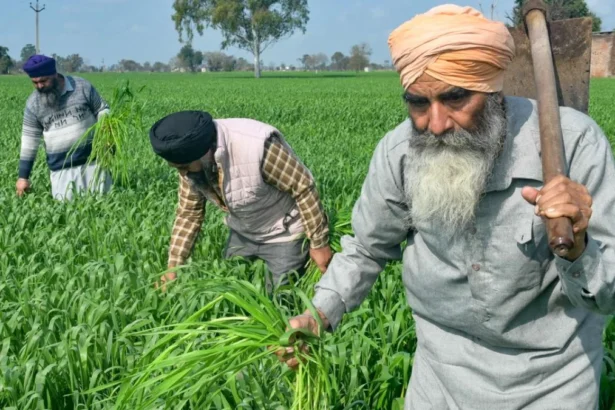 खाद्य सुरक्षा योजना के तहत फोर्टिफाइड चावल वितरण का दृश्य, जिसमें 81 करोड़ लाभार्थियों को दिसंबर 2028 तक पोषण युक्त चावल मिलेगा | A visual of fortified rice distribution under the food security scheme, providing nutritious rice to 81 crore beneficiaries by December 2028